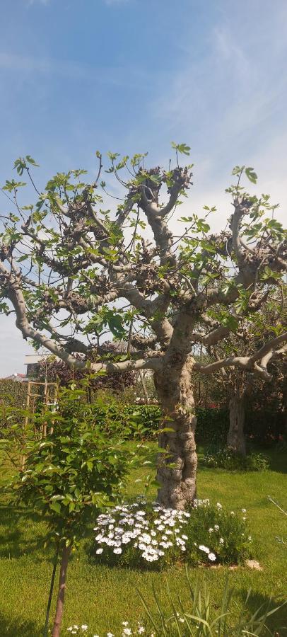 Appartamento Olive Tree Zara Esterno foto